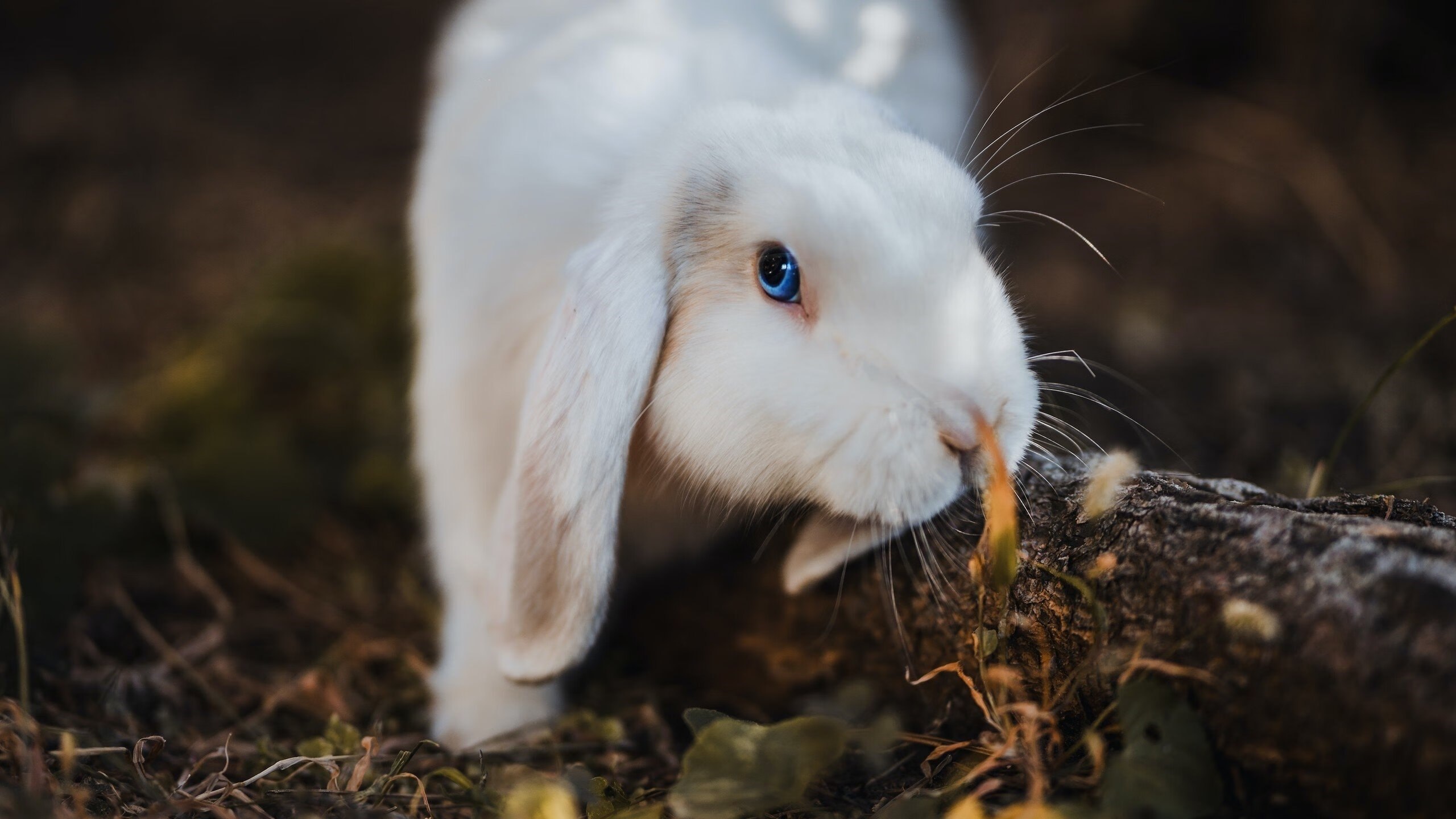 阿圭罗持续制造杀伤,威尔士血拼委瑞拉,绿茵场上的两种生存哲学
