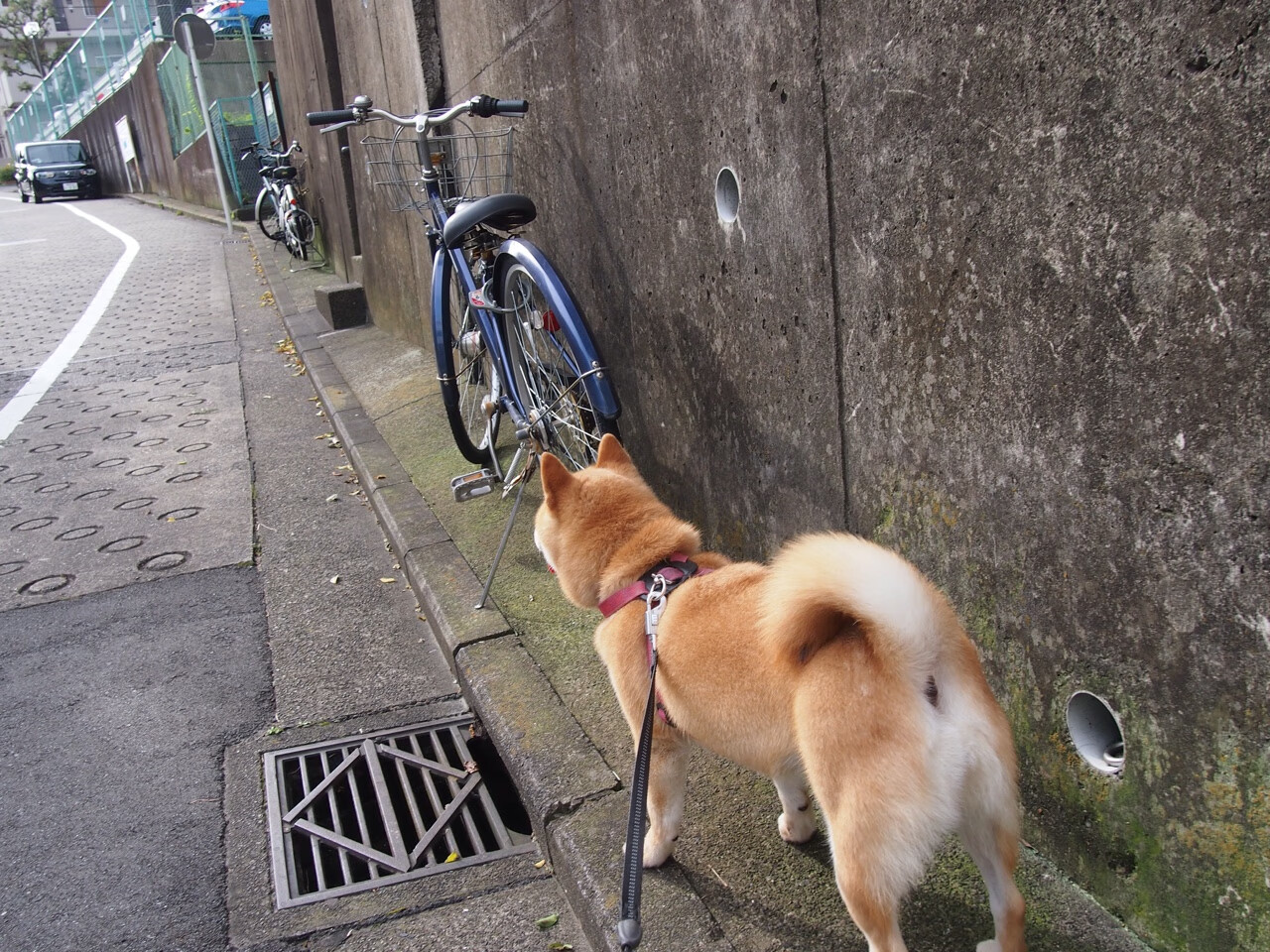文班亚马关键回合不手软,奇才巅峰对决力克太阳